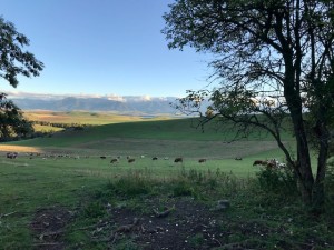 IMG_5474